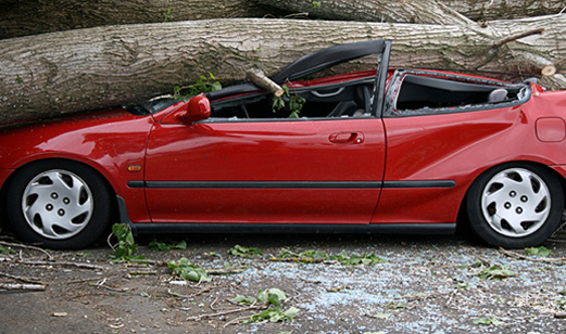A tree fell on a red car.