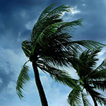 Palm trees in storm. 