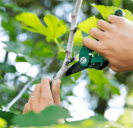 Close-up of a person trimming branches in their backyard. 