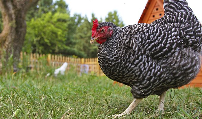 Backyard chickens. 