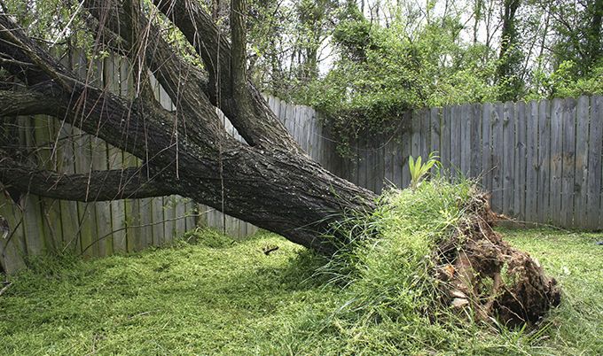 Damage To Your Fence From A Fallen Tree Allstate