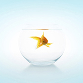 Goldfish in fishbowl.