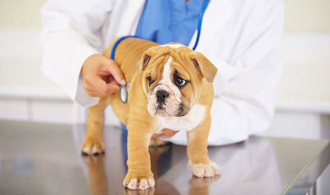 veterinarian using stethoscope on bulldog puppy