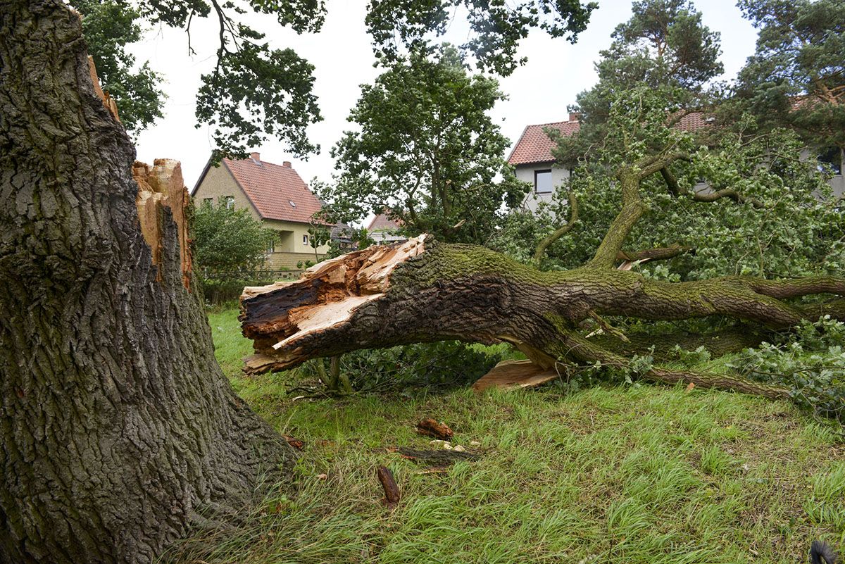 Fallen Tree Damage and Homeowners Insurance | Allstate