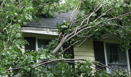 Homeowners Insurance and Fallen Trees Allstate Homeowners Insurance and Fallen Trees Allstate