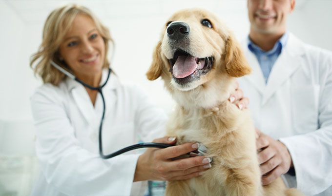 Does Pet Insurance Cover Routine Vet Visits? Allstate Does Pet Insurance Cover Routine Vet Visits? Allstate